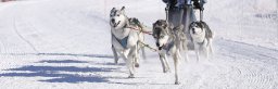 Lenk 2013